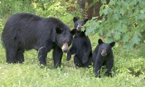 OUR BEARS, The Applewood Manor