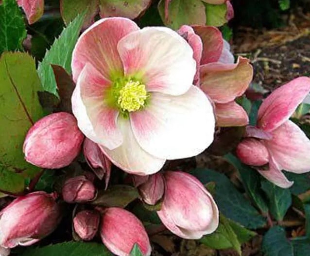 ABOUT THE CHRISTMAS ROSE, The Applewood Manor